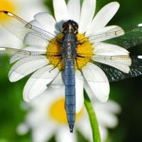 Dragonflies And Daisies 1060309 Image 7
